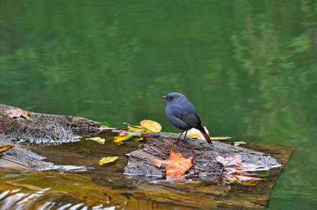 birdsの写真素材