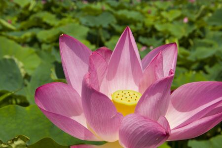 Lotusの写真素材