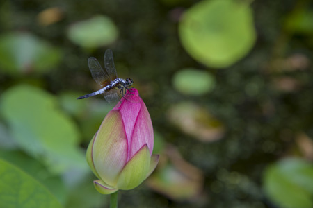 Dragonfly on lotusの写真素材