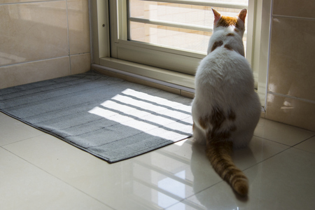 Cats waitの写真素材