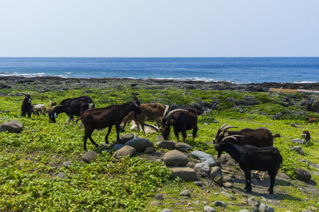 Sheep walking on the roadの写真素材