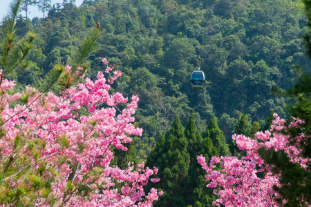 Take a cable car to see cherry blossoms in Formosan Aboriginal Culture Village -Nantou, Taiwanの写真素材