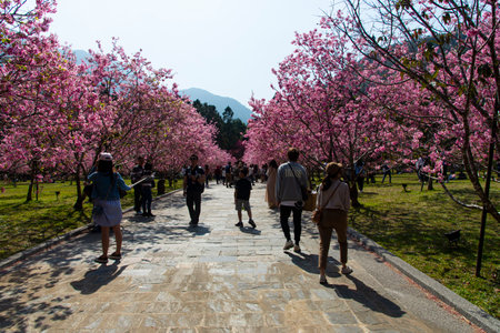 Formosan Aboriginal Culture Village,Nantou, Taiwan-March 1,2021:Many tourists watch cherry blossoms in Aboriginal Culture Villageのeditorial素材