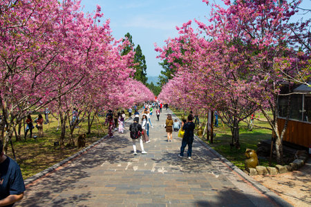 Formosan Aboriginal Culture Village,Nantou, Taiwan-March 1,2021:Many tourists watch cherry blossoms in Aboriginal Culture Villageのeditorial素材