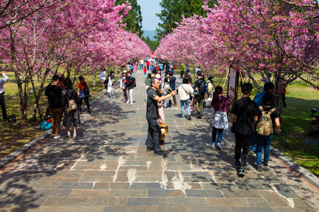 Formosan Aboriginal Culture Village,Nantou, Taiwan-March 1,2021:Many tourists watch cherry blossoms in Aboriginal Culture Villageのeditorial素材