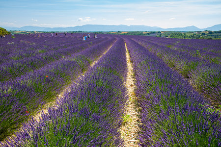 Lavender fields in Avignon, Franceのeditorial素材