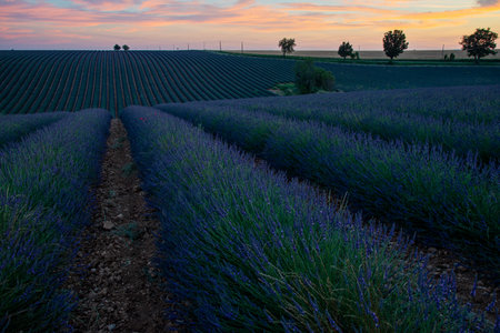 Lavender field sunset in Avignon, Franceのeditorial素材