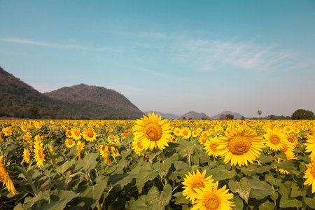 tantawan sun flower yellow coler in the parksの写真素材