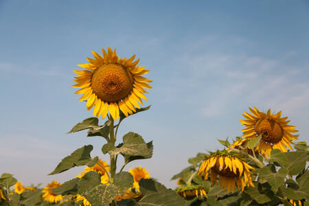 tantawan sun flower yellow coler in the parksの写真素材