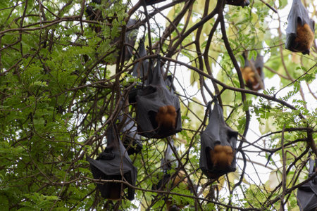 a bat on the treeの写真素材