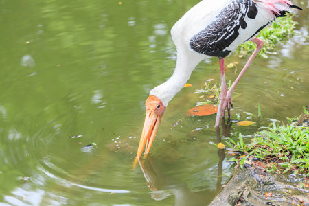 white bird in the riverの写真素材