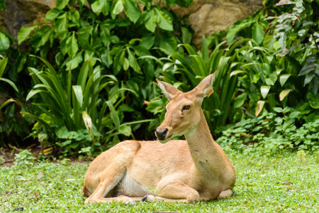 deerの写真素材