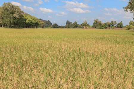 paddy fieldsの写真素材