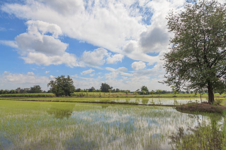 paddy fieldsの写真素材