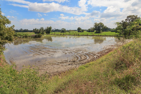 paddy fieldsの写真素材