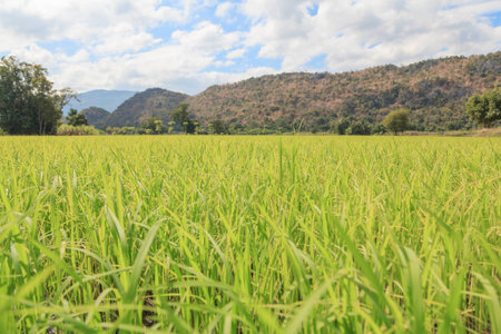 paddy fieldsの写真素材