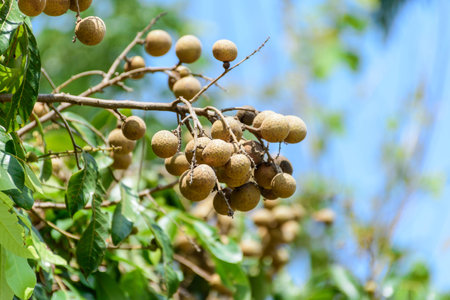 longanの写真素材