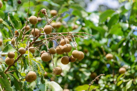 longan