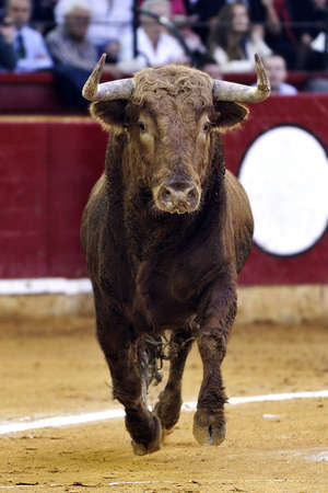 front bull の写真素材