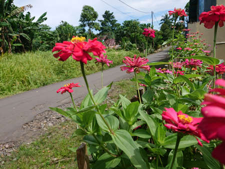 roadside flowers in the village.のeditorial素材