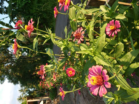 a row of flowers on the fenceのeditorial素材