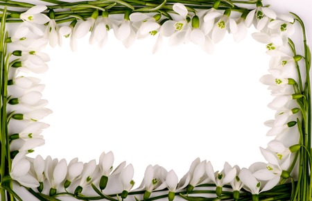 Frame from flowers of snowdrops on a white backgroundの写真素材