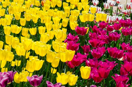 Multi-colored tulips on a bright sunny day in springの写真素材