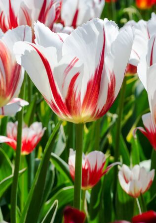 Bright white with red tulipson a Sunny day , macroの写真素材