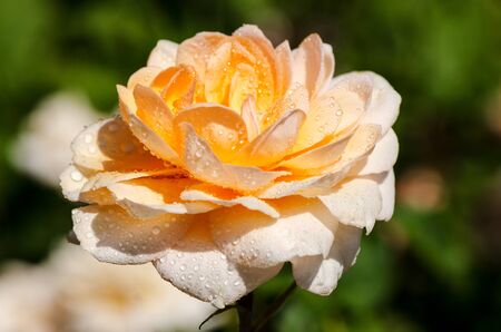 Delicate yellow - pink rose with drops of dew on a sunny day, macroの写真素材