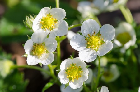 Flowering strawberries in the garden, spring flowers in the sunshine, the dew drops on flower, macroの写真素材