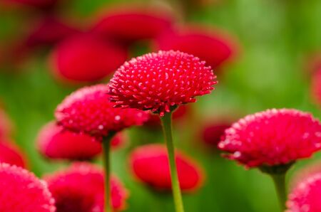 Red marguerite flowers, outdoors,  spring flowers, macroの写真素材
