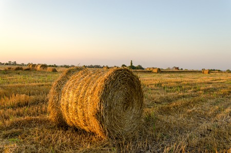 straw, rolled up in a field at sunset, harvesting