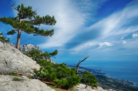 pine trees growing on top of a cliff over a cliffの写真素材