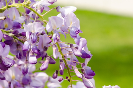 purple Wisteria on a green background on a Sunny dayの写真素材