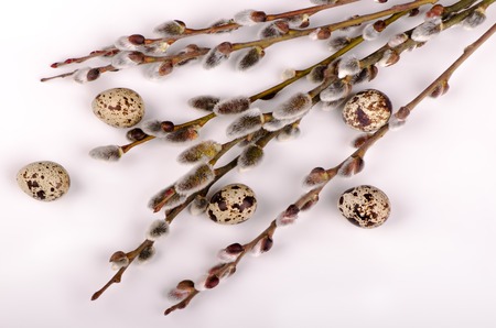 Quail eggs in the branches of willow on a light background