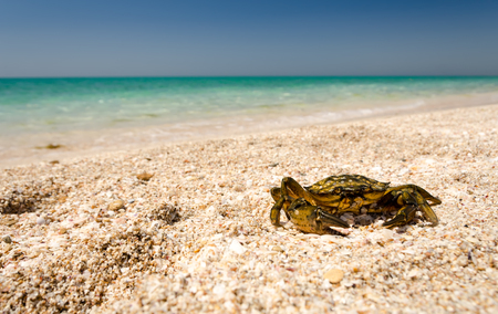 Crab on the sandy beach against the backdrop of the turquoise seaの写真素材