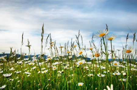 Wildflowers,, chamomile meadow on a summer eveningの写真素材