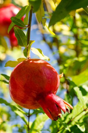 Ripe pomegranates on the tree in the gardenの写真素材
