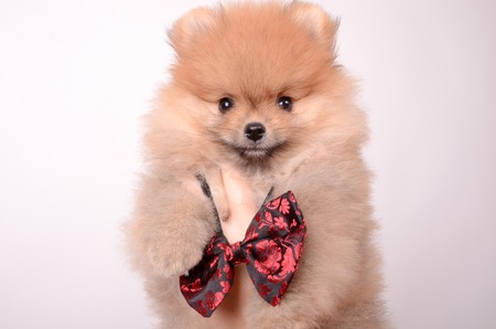 Pet in his arms in a bow tie. Fluffy Puppy Spitz.の写真素材