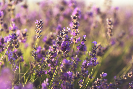 Lavender bushes closeup on sunset.の写真素材