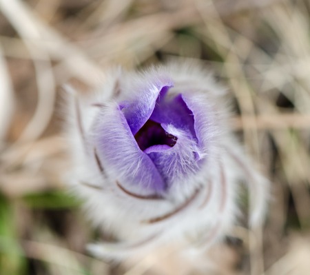 Beautiful purple anemone flower, macro, top view