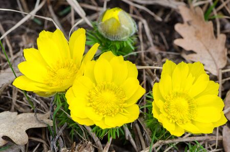 Spring flowers, adonis against the background of dry oak leaves, medicinal plantの写真素材