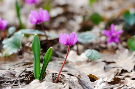 Spring flowers, Cyclamen Kuznetsova - endemic of the Crimea, endangered species.の写真素材