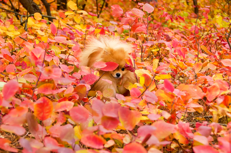 A beautiful dog makes its way through the bright brushwood, spitzの写真素材