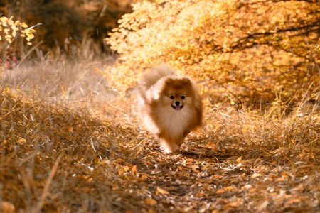 A beautiful dog runs through the bright autumn forest, the Spitz, soft focusの写真素材
