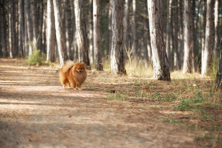 A beautiful fluffy dog walks through a pine forest, a German spitz.の写真素材