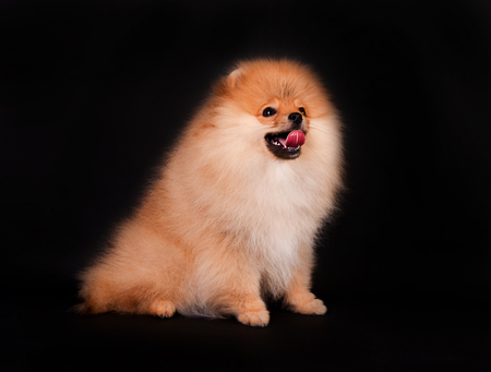 Beautiful dog, portrait of a pomeranian, furry puppy on a black backgroundの写真素材