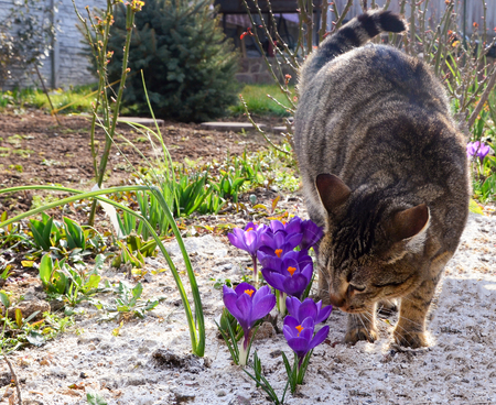 Cat sniffing flowers, waking up the spring, flowering crocusesの写真素材