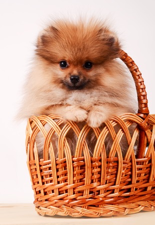Fluffy puppy in a basket, Pomeranianの写真素材