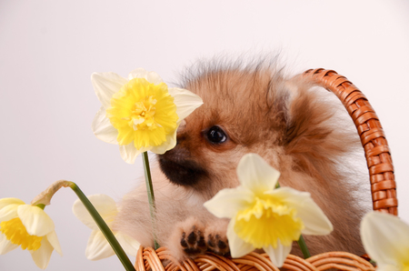 Funny puppy sniffs a flower, a dog in a basket with flowers, pomeranianの写真素材